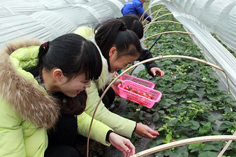 草莓成熟季带旺农家乐