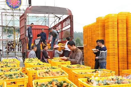 广西环江毛南族自治县砂糖橘喜获丰收